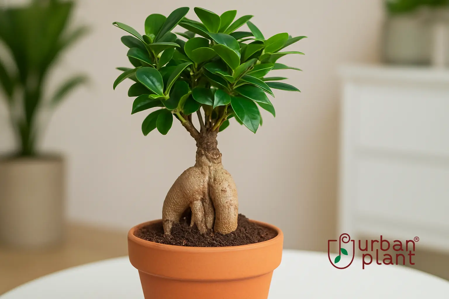 Ficus Bonsai in terracotta pot with thick trunk and lush leaves symbolizing balance, harmony, and mindfulness – Urban Plant